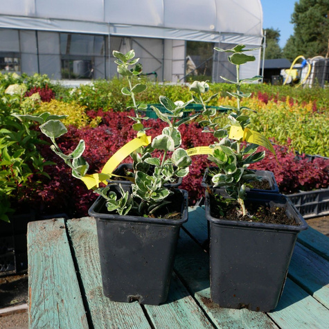 Trzmielina Fortune'a Silver Queen (P9)