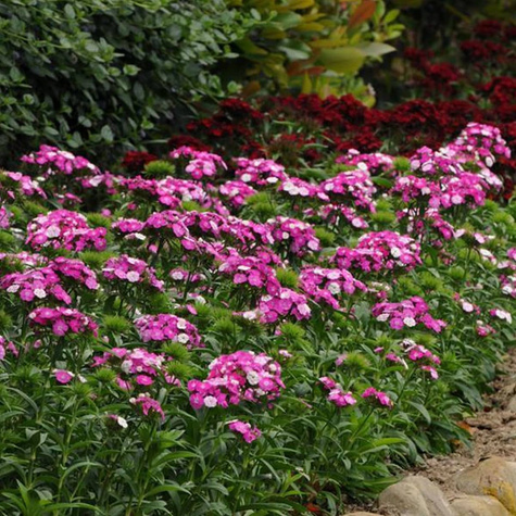 Goździk brodaty Dash F1 Magician (C2)