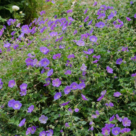 Bodziszek Rosanne (C2)