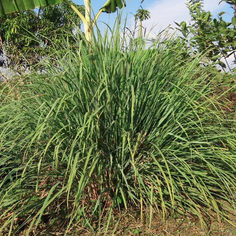 Trawa cytrynowa Palczatka pogięta