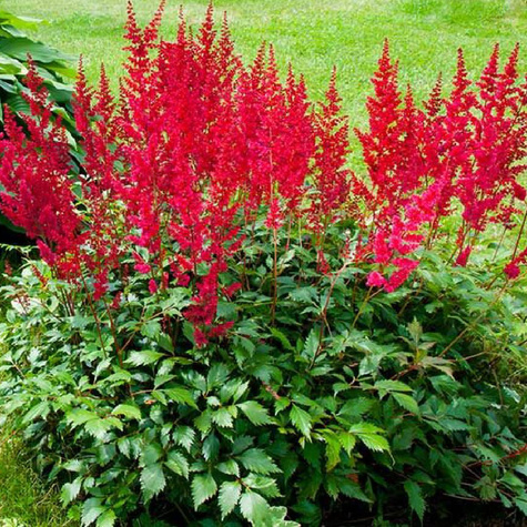 Tawułka chińska Vision in Red (C2)