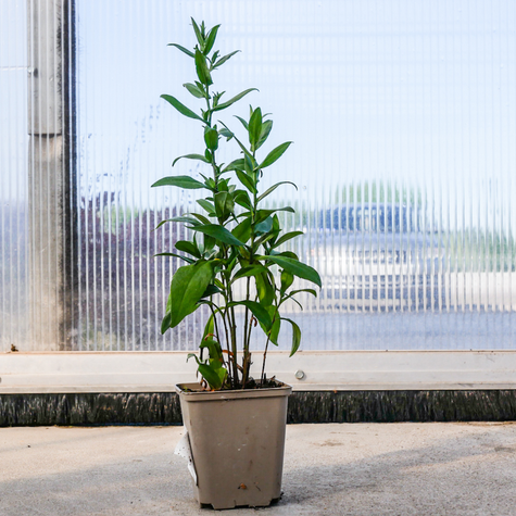 Aster krzaczasty Kristina biały (P9)