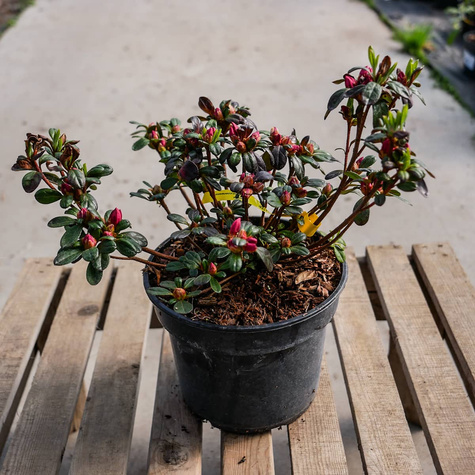 Azalia japońska ciemno-czerwona Krwista (C2)