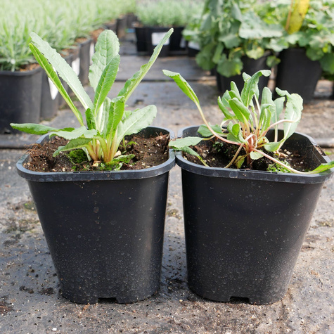 Pierwiosnek kwiecisty (P9)