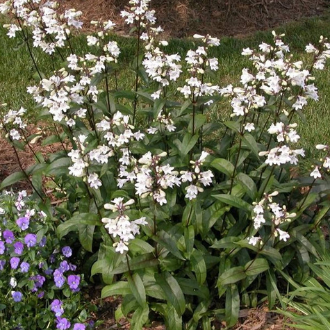 Penstemon palczasty Husker Red (C2)