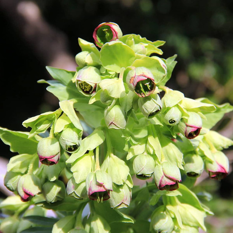 Ciemiernik cuchnący (C2)