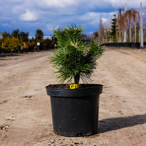 Sosna kosodrzewina Benjamin szczepiona NP