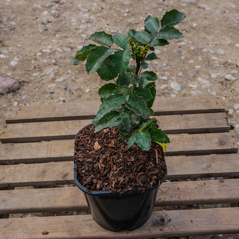 Mahonia pospolita (C2)