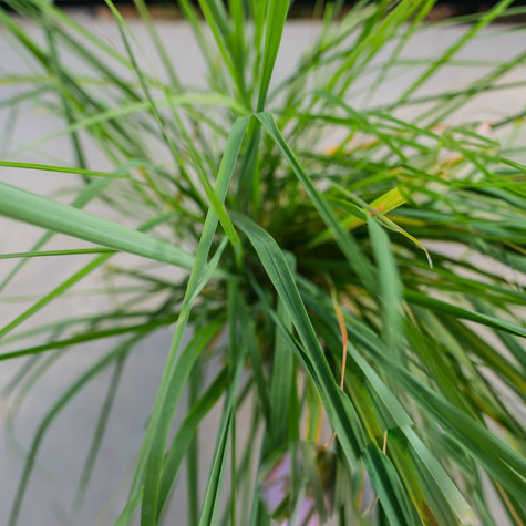 Trzcinnik piaskowy (C2)