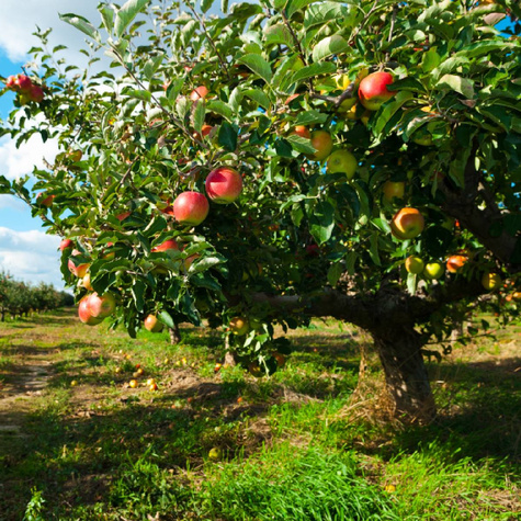 Jabłoń Rajka w doniczce C2