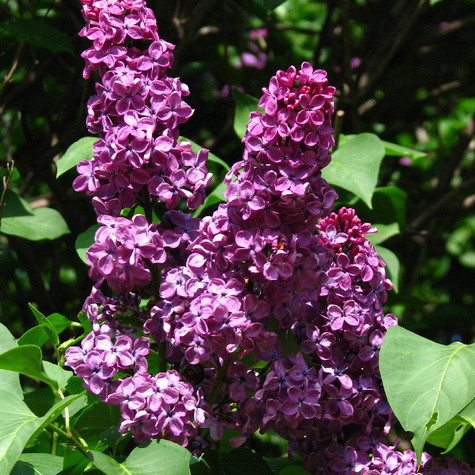 Lilak pospolity Bez Ludwig Spaeth (C20)