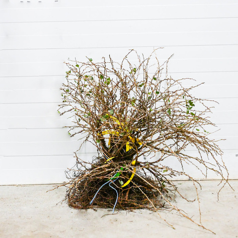 Agrest biały Puszkińskij Plant Pack