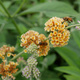 Budleja Weyera Sungold (P9)