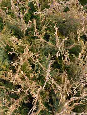Thuja Tuja Żywotnik zachodni 'Rain Pearl'