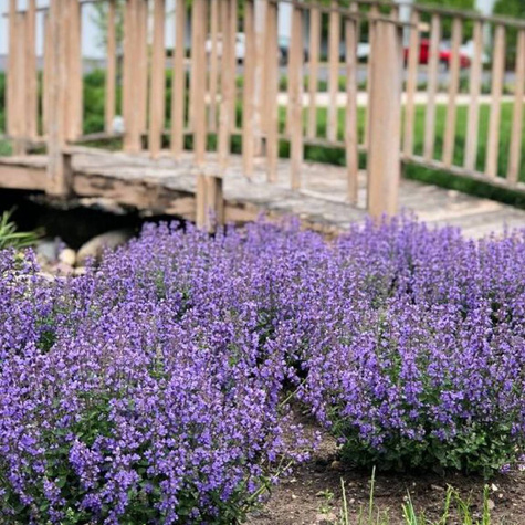 Kocimietka Faassena Cat’s Pajamas Blue (C2)