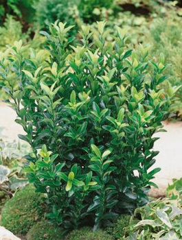 Trzmielina japońska Green Spire (C2)