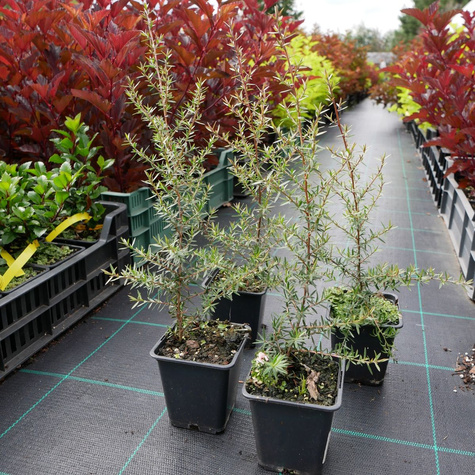 Drzewo herbaciane Manuka Appleblossom (P9)