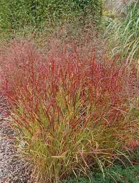 Panicum virgatum 'Rehbraun'