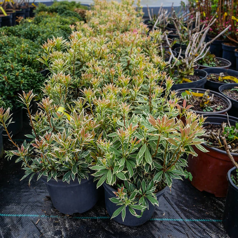 Pieris japoński Flaming Silver (C2)