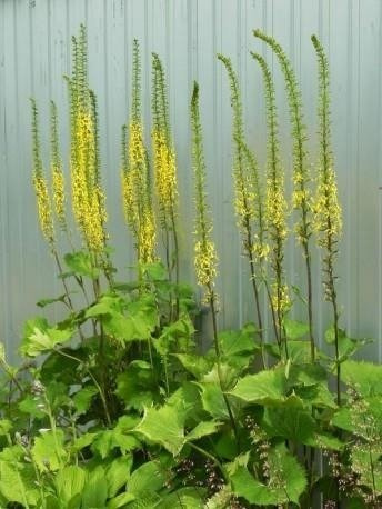 Języczka wąskogłówkowa (C2)