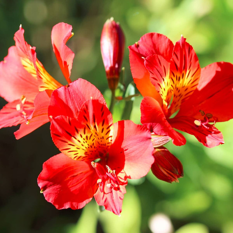 Alstremeria ogrodowa Indian Summer (C2)