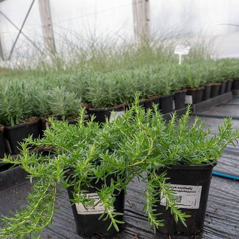 Płomyk szydlasty Floks Zwergenteppich (C2)