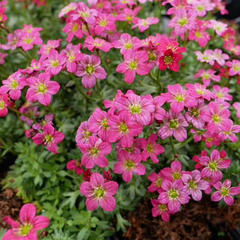 Skalnica Arendsa Carpet Purple Robe (C2)
