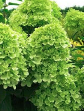 Hortensja bukietowa DOLLY