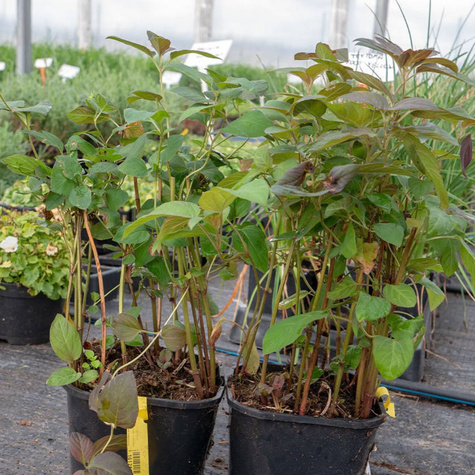 Tojeść orzęsiona Firecracker (C2)