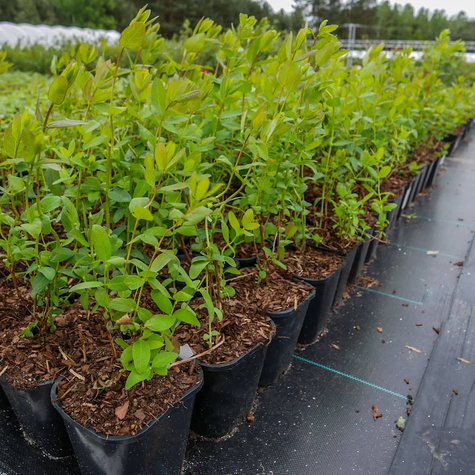 Jagoda kamczacka Leningradskij Velikan (C2)