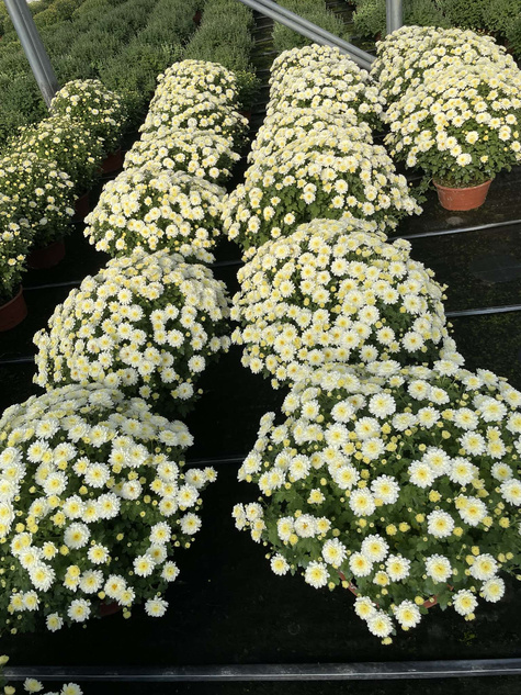 Chryzantema drobnokwiatowa Jasoda Dark Yellow sadzonki w doniczce P11