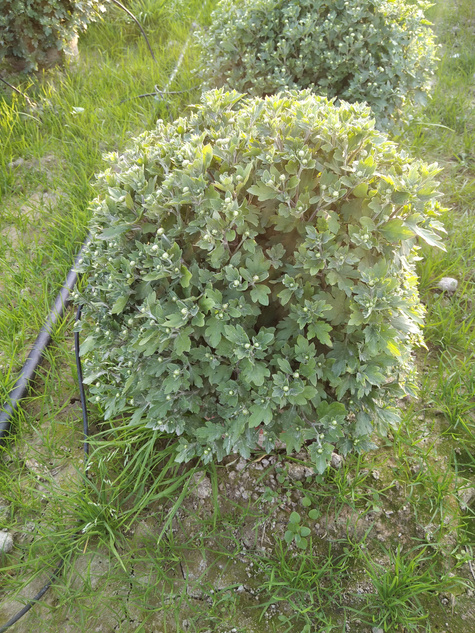 Chryzantema drobnokwiatowa fioletowa DUŻA DONICA