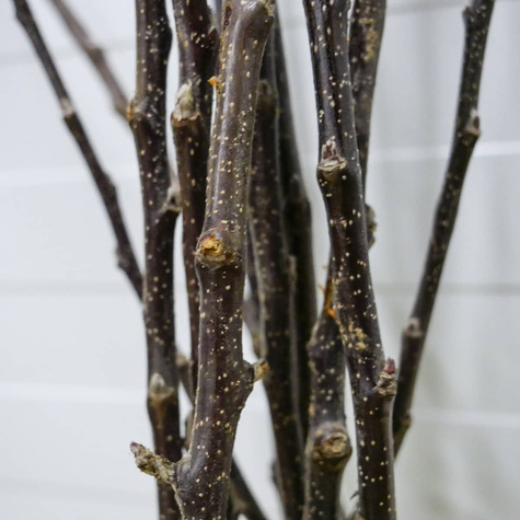 Jabłoń Rubin Plant Pack