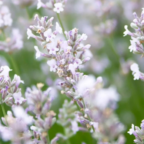 Lawenda wąskolistna White Summer (C2)