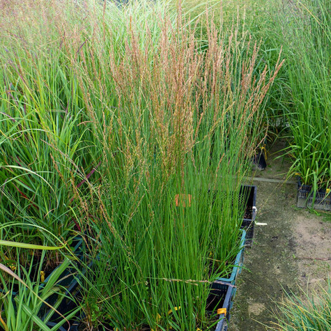 Trzęślica modra Paul Petersen (C2)