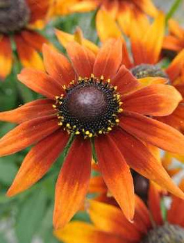 Rudbekia dwubarwna 0,5g