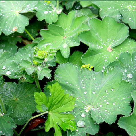 Przywrotnik ostroklapowy Thriller