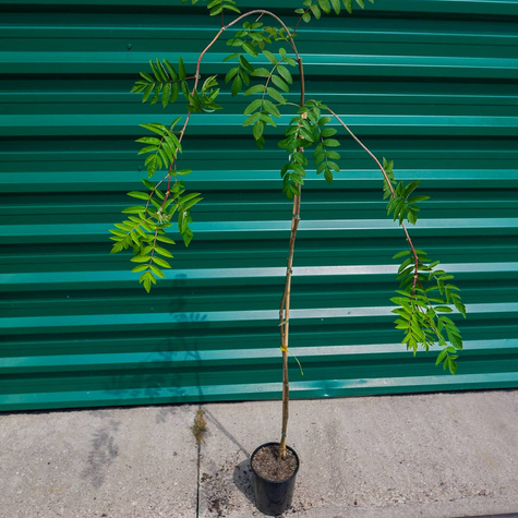 Jarząb pospolity Pendula szczepiona na pniu