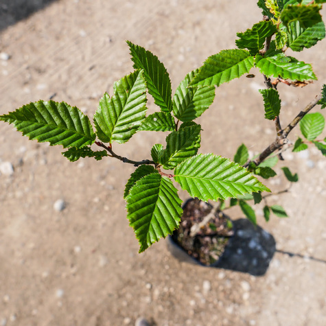 Grab pospolity Soliter Aleja Szpaler Figura (C2)