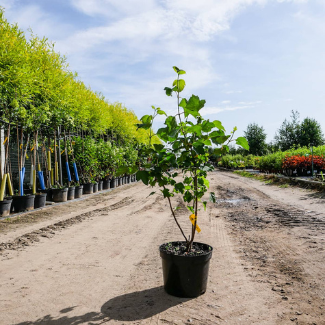 Kalina koralowa (C2)