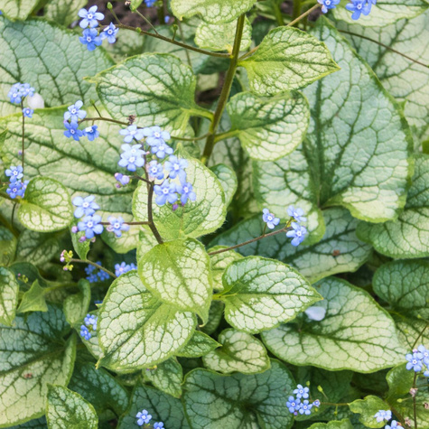 Brunnera wielkolistna Hadspen Cream 
