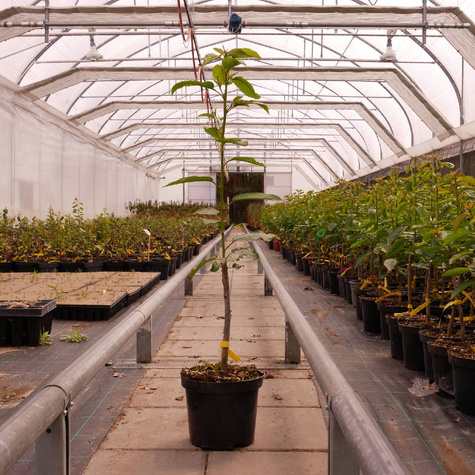 Czereśnia Kama w doniczce (C2)