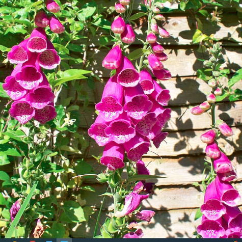 Naparstnica purpurowa Castor mix (C2)