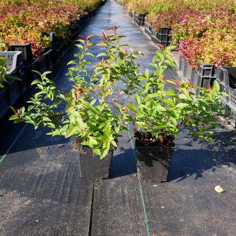 Tawuła japońska Anthony Waterer (P9)