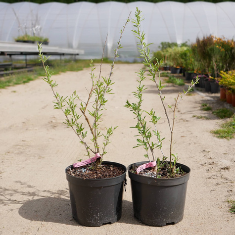 Jagoda Goji Kolcowój Korean Big