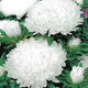 Aster peoniowy Nimfa biały 1g
