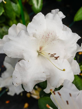 Rododendron karłowy drobnokwiatowy 'Wee Bee'