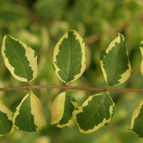 Śnieguliczka koralowa 'Foliis Variegatis' (C2)