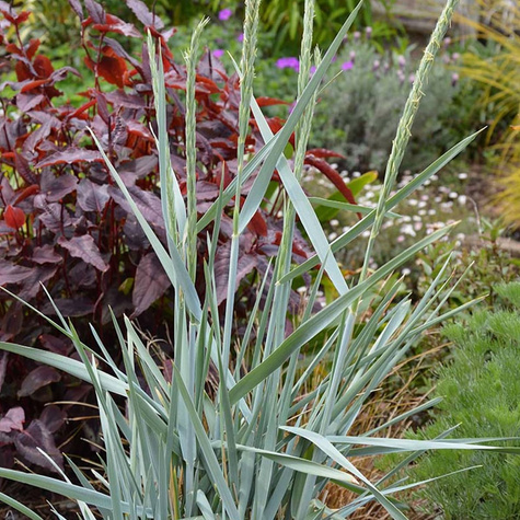 Wydmuchrzyca piaskowa Blue Dune (P9)