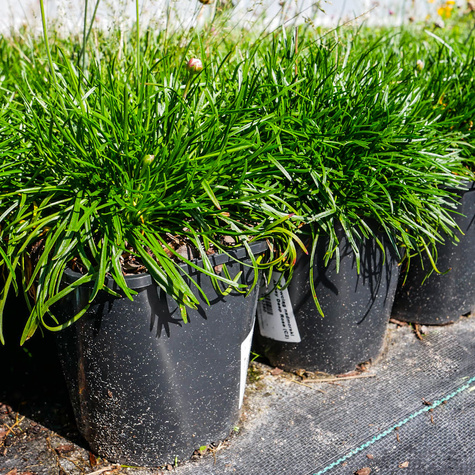 Zawciąg nadmorski Abbey Deep Rose (C2)